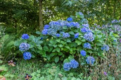 Boelewijk-125.jpg