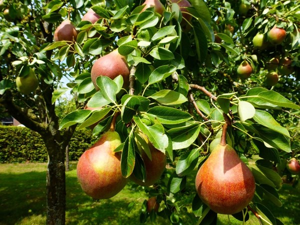 P1010240 (Medium).JPG 41