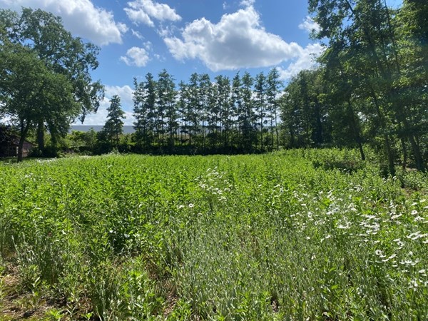 IMG_6938 (Medium).JPG 1