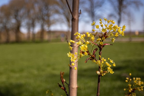Foto - Te koop: Nieuweweg 11, 6561 AA Groesbeek