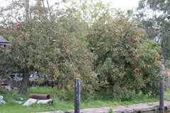 Monnickendammerrijweg 51, 1452 PN Ilpendam - Boomgaard