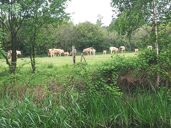 foto koeien.jpg 20