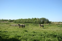 IMG_5950.JPG