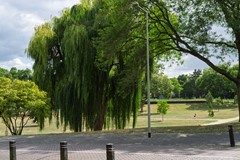 DSC08628.jpg