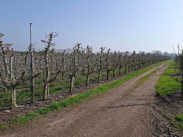 Medium property photo - Voorstraat, 4153 AJ Beesd