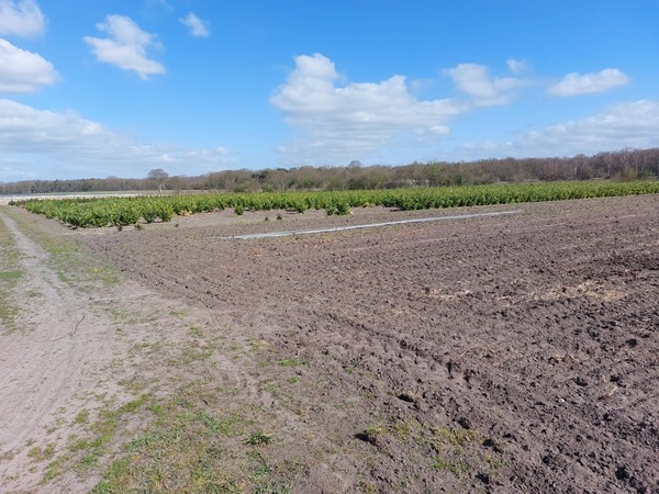 Medium property photo - Kaumeshoek, 5986 NA Beringe