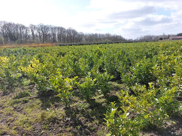 Medium property photo - Kaumeshoek, 5986 NA Beringe