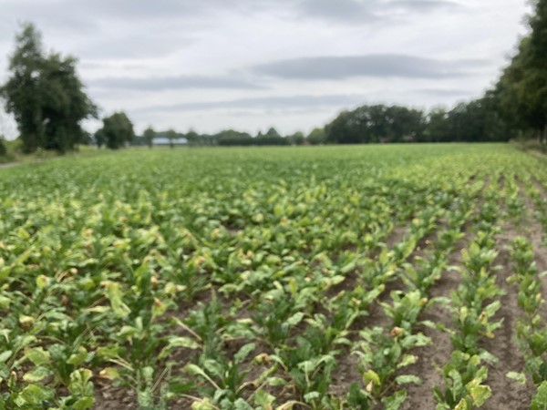 Medium property photo - Breetse Peelweg, 5993 NC Maasbree