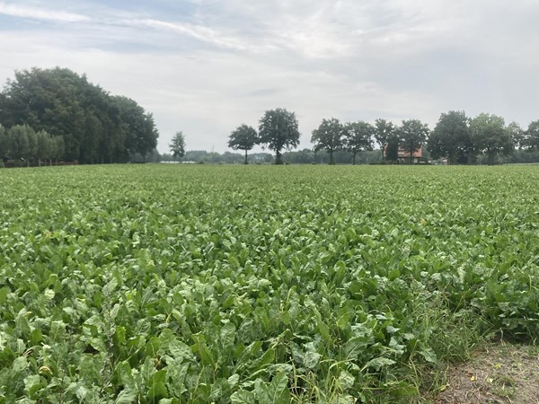 Medium property photo - Breetse Peelweg, 5993 NC Maasbree