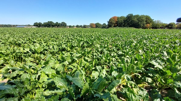 Medium property photo - Janslust, 5812 AT Heide