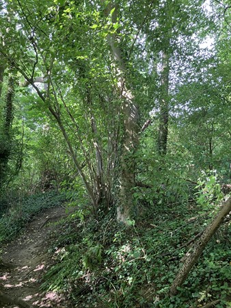 Medium property photo - Bokkerijdersvoetpad, 6243 AG Geulle