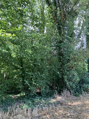 Medium property photo - Bokkerijdersvoetpad, 6243 AG Geulle