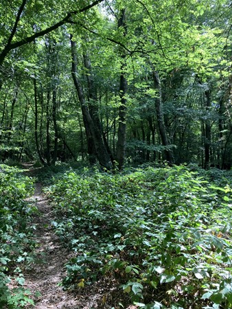 Medium property photo - Hazenvoetpad, 6243 EC Moorveld