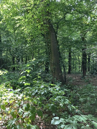 Medium property photo - Hazenvoetpad, 6243 EC Moorveld