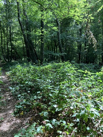 Medium property photo - Hazenvoetpad, 6243 EC Moorveld