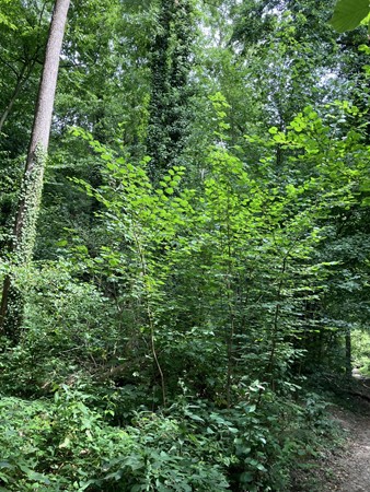 Medium property photo - Oostbroekvoetpad, 6243 CA Geulle