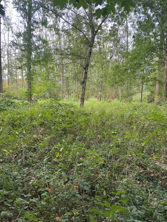 Medium property photo - Loijeweg, 6071 NW Swalmen