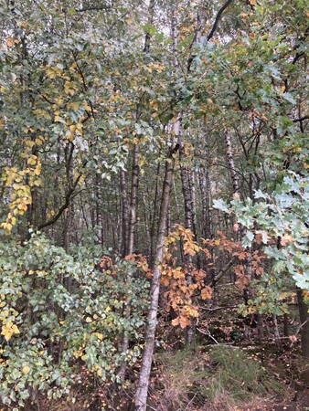 Medium property photo - 2e Peelweg, 5995 SG Kessel