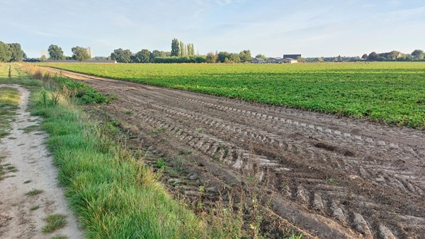 Medium property photo - Helmeer nabij Krekelkamp, 5861 AD Wanssum