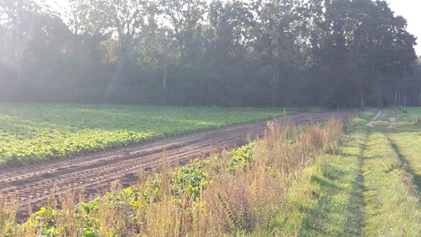 Medium property photo - Helmeer nabij Krekelkamp, 5861 AD Wanssum