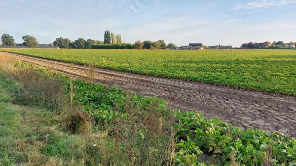 Medium property photo - Helmeer nabij Krekelkamp, 5861 AD Wanssum