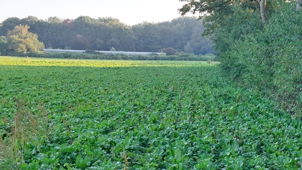 Medium property photo - Helmeer nabij Krekelkamp, 5861 AD Wanssum