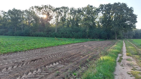 Medium property photo - Helmeer nabij Krekelkamp, 5861 AD Wanssum