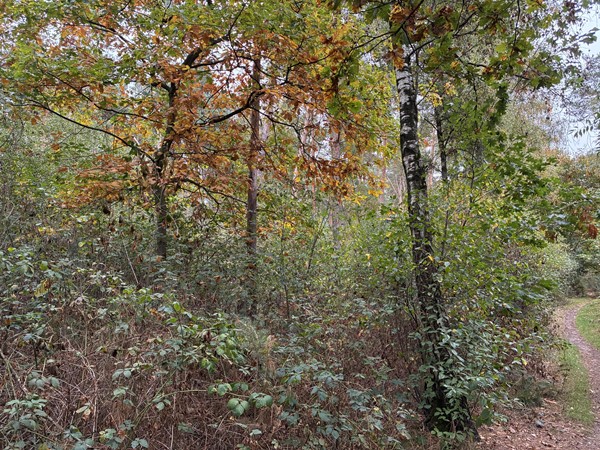 Medium property photo - Meerlosebaan, 5971 NW Grubbenvorst