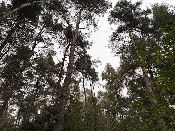 Medium property photo - Meerlosebaan, 5971 NW Grubbenvorst