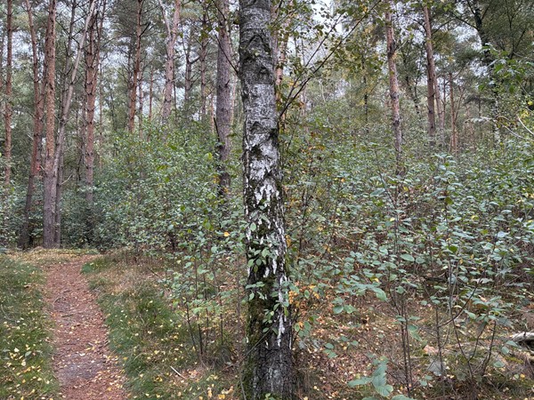 Medium property photo - Meerlosebaan, 5971 NW Grubbenvorst