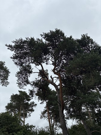 Medium property photo - Meerlosebaan, 5971 NW Grubbenvorst