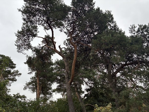 Medium property photo - Witveldweg, 5971 NS Grubbenvorst