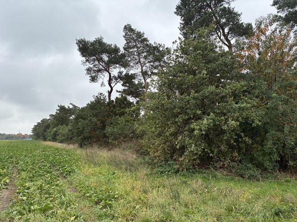 Medium property photo - Witveldweg, 5971 NS Grubbenvorst