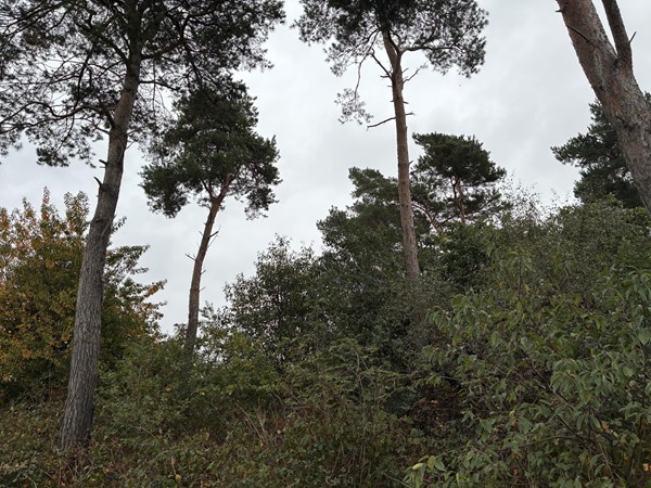 Medium property photo - Witveldweg, 5971 NS Grubbenvorst