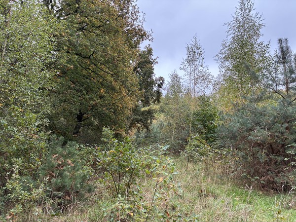 Medium property photo - Omgeving Dorperheideweg, 5944 PA Arcen