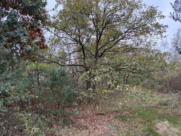 Medium property photo - Omgeving Dorperheideweg, 5944 PA Arcen