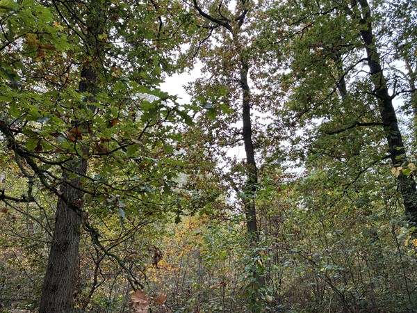 Medium property photo - Omgeving Dorperheideweg, 5944 PA Arcen