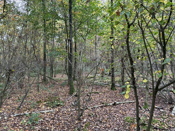 Medium property photo - Omgeving Dorperheideweg, 5944 PA Arcen