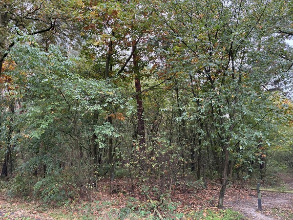 Medium property photo - Omgeving Dorperheideweg, 5944 PA Arcen