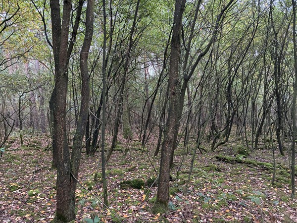 Medium property photo - Omgeving Dorperheideweg, 5944 PA Arcen