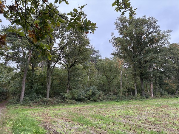 Medium property photo - Omgeving Dorperheideweg, 5944 PA Arcen