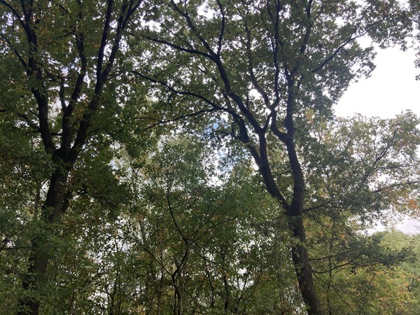 Medium property photo - Rijksweg, 5995 NS Kessel