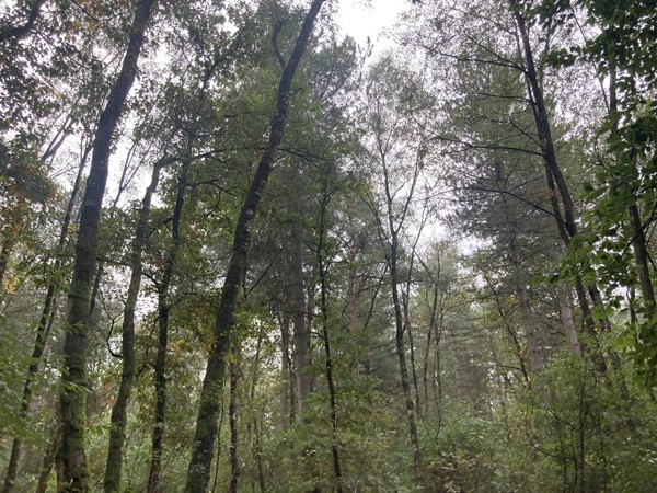 Medium property photo - Rijksweg, 5995 NS Kessel