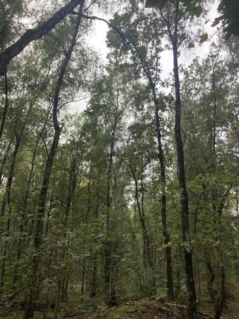 Medium property photo - Rijksweg, 5995 NS Kessel