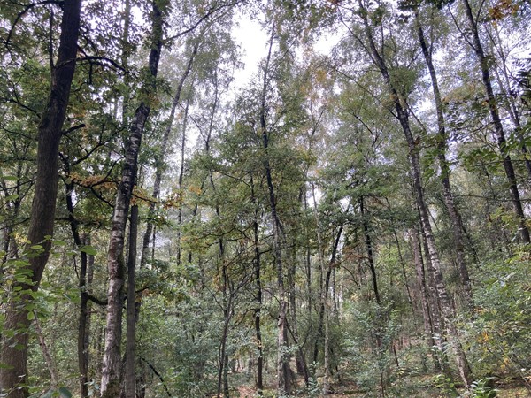 Medium property photo - Rijksweg, 5995 NS Kessel