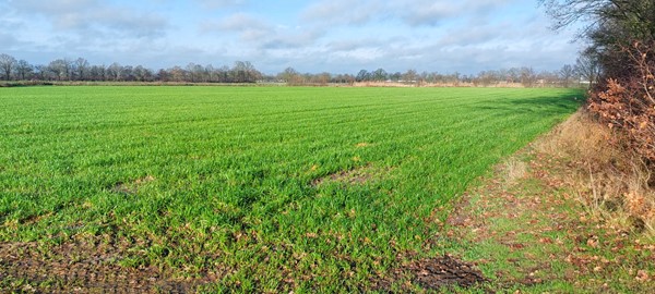 Medium property photo - Blaktdijk, 5976 NA Kronenberg