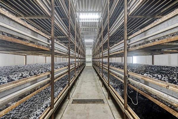 Medium property photo - Mgr Aertsstraat 49, 5866 BG Swolgen