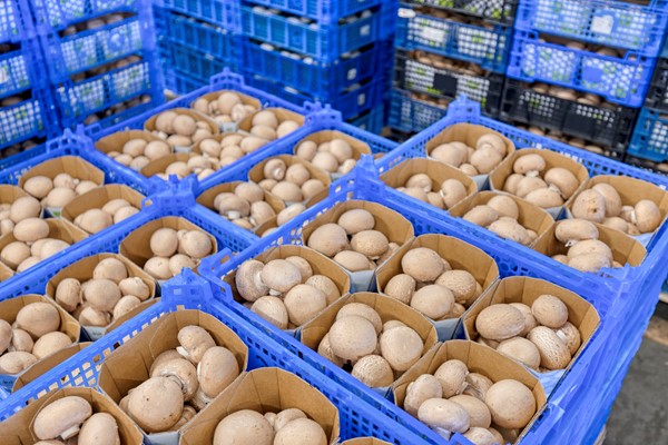 Medium property photo - Mgr Aertsstraat 49, 5866 BG Swolgen