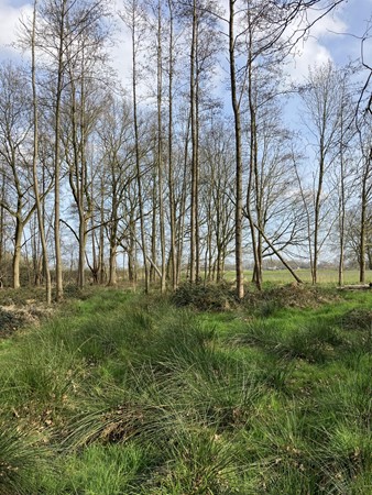 Medium property photo - Lage Kuilen, 6031 PJ Nederweert