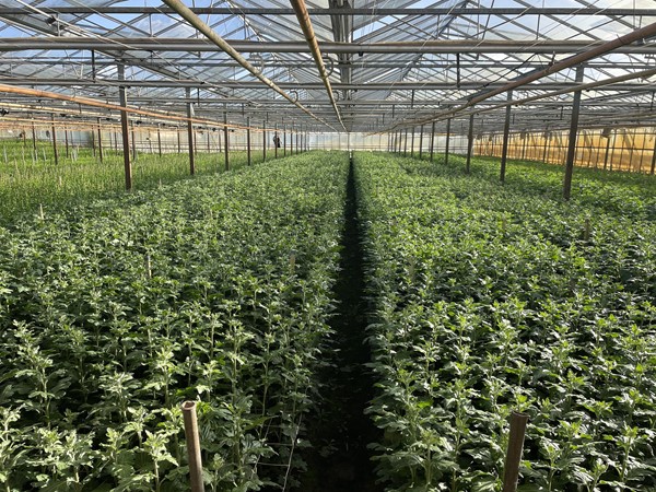 Medium property photo - Rietkampseweg 1a, 6687 LC Angeren